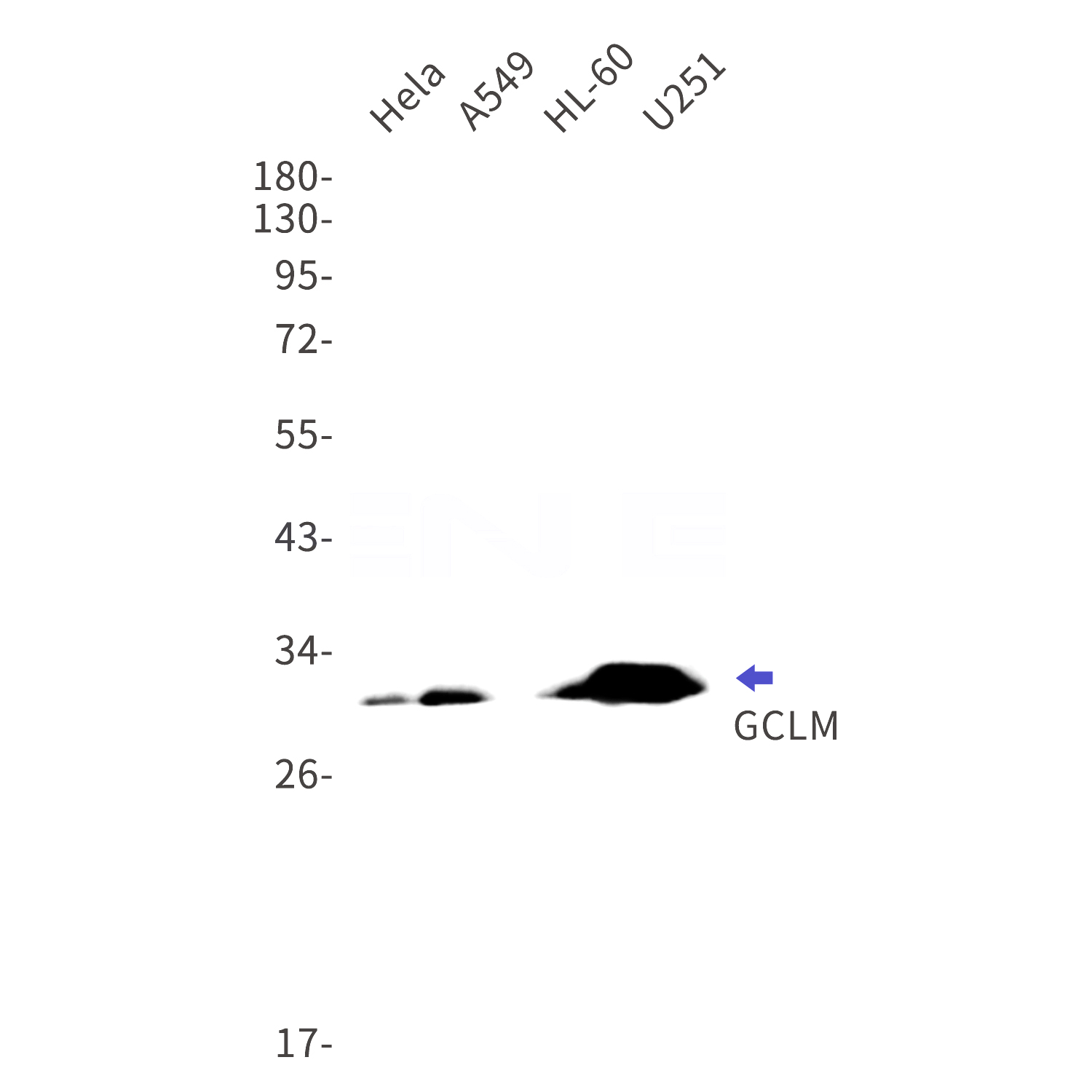 Western blot detection of GCLM in Hela,A549,HL-60,U251 cell lysates using GCLM Rabbit mAb(1:1000 diluted).Predicted band size:31kDa.Observed band size:31kDa.