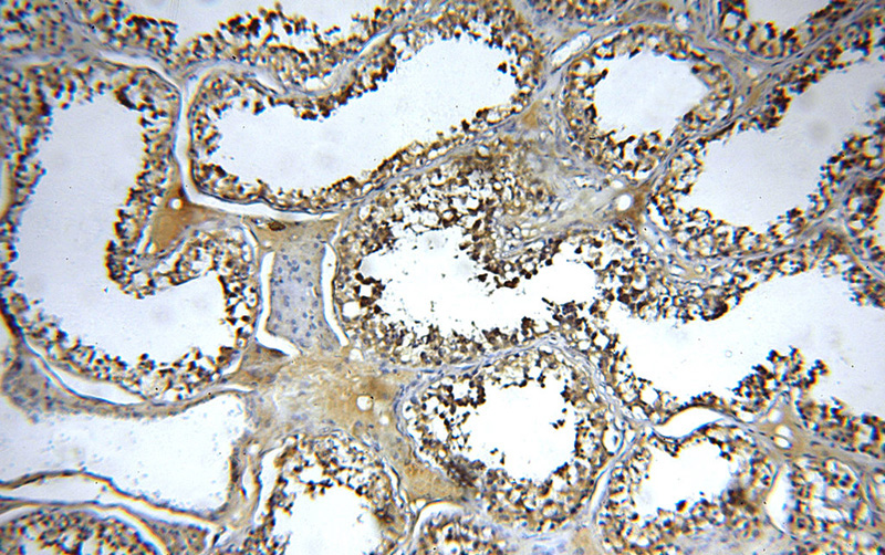 Immunohistochemical of paraffin-embedded human testis using Catalog No:110498(EXD2 antibody) at dilution of 1:50 (under 10x lens)
