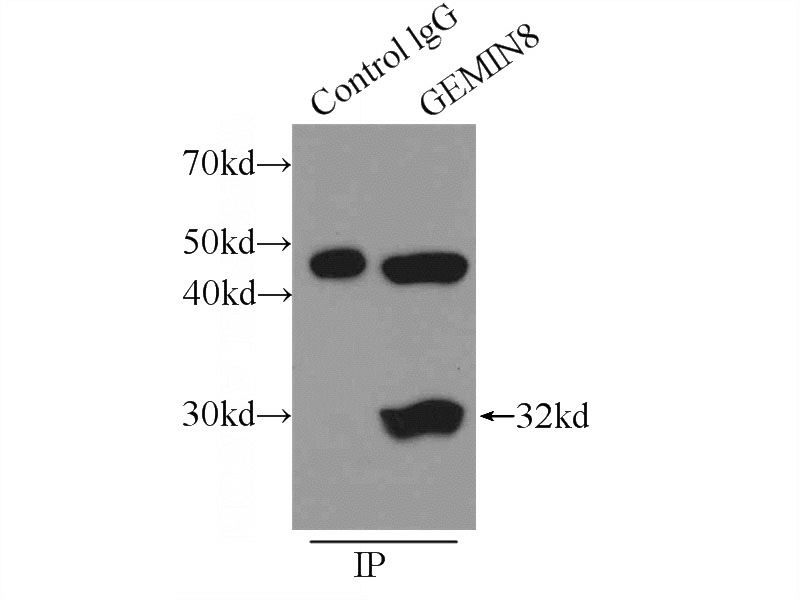 IP Result of anti-GEMIN8 (IP:Catalog No:110941, 3ug; Detection:Catalog No:110941 1:400) with HepG2 cells lysate 1720ug.