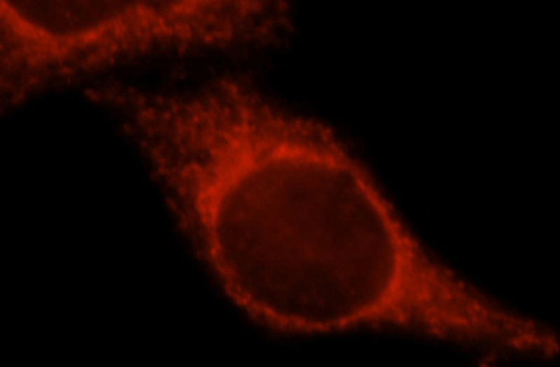 Immunofluorescent analysis of HepG2 cells, using Loc26010 antibody Catalog No:115557 at 1:25 dilution and Rhodamine-labeled goat anti-rabbit IgG (red).