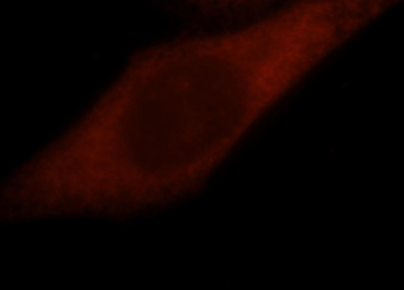 Immunofluorescent analysis of HepG2 cells, using GSTO1 antibody Catalog No:111189 at 1:25 dilution and Rhodamine-labeled goat anti-rabbit IgG (red).