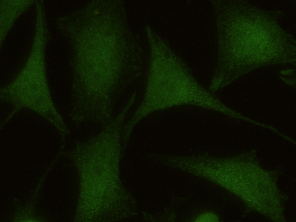 CALML3 Antibody, Mouse MAb, Immunofluorescence