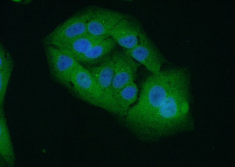Immunofluorescent analysis of (10% Formaldehyde) fixed A549 cells using Catalog No:110348(EPHA1-special Antibody) at dilution of 1:50 and Alexa Fluor 488-congugated AffiniPure Goat Anti-Rabbit IgG(H+L)