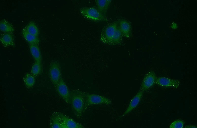 Immunofluorescent analysis of HeLa cells using Catalog No:109199(CFLAR Antibody) at dilution of 1:25 and Alexa Fluor 488-congugated AffiniPure Goat Anti-Rabbit IgG(H+L)