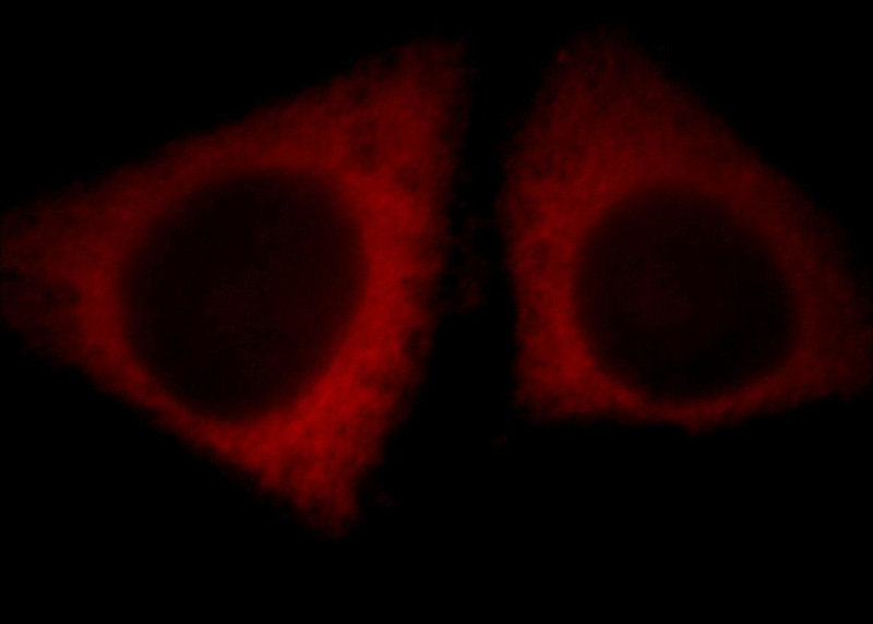 Immunofluorescent analysis of HepG2 cells, using CCDC51 antibody Catalog No:108978 at 1:25 dilution and Rhodamine-labeled goat anti-rabbit IgG (red).