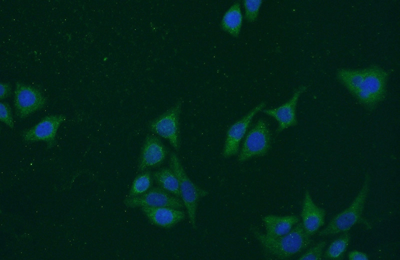 Immunofluorescent analysis of PC-3 cells using Catalog No:108850(CPA5 Antibody) at dilution of 1:50 and Alexa Fluor 488-congugated AffiniPure Goat Anti-Rabbit IgG(H+L)
