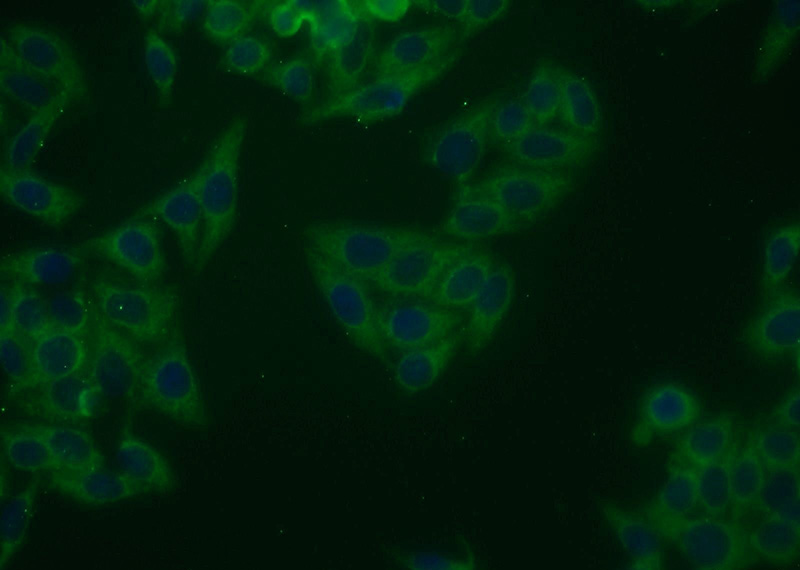 Immunofluorescent analysis of HepG2 cells using Catalog No:113278(NRG1 Antibody) at dilution of 1:25 and Alexa Fluor 488-congugated AffiniPure Goat Anti-Rabbit IgG(H+L)