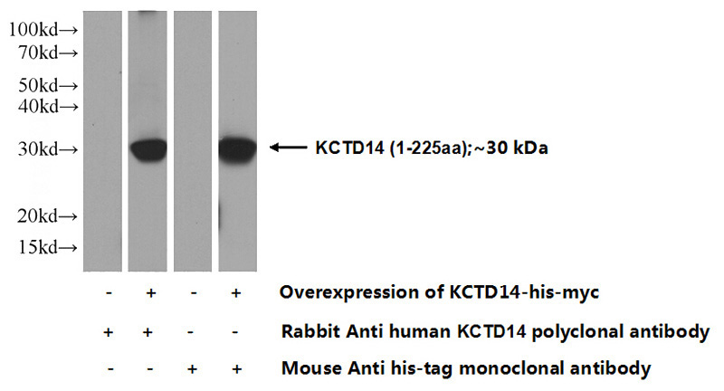 Transfected HEK-293 cells were subjected to SDS PAGE followed by western blot with Catalog No:112018(KCTD14 Antibody) at dilution of 1:1000
