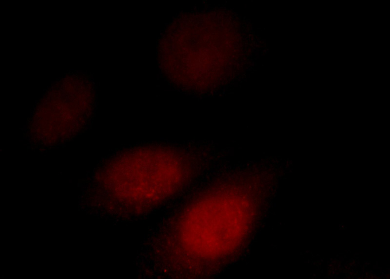 Immunofluorescent analysis of HepG2 cells, using AKAP7 antibody Catalog No:107934 at 1:25 dilution and Rhodamine-labeled goat anti-rabbit IgG (red).