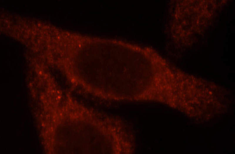 Immunofluorescent analysis of HepG2 cells, using BBOX1 antibody Catalog No:108366 at 1:25 dilution and Rhodamine-labeled goat anti-rabbit IgG (red).