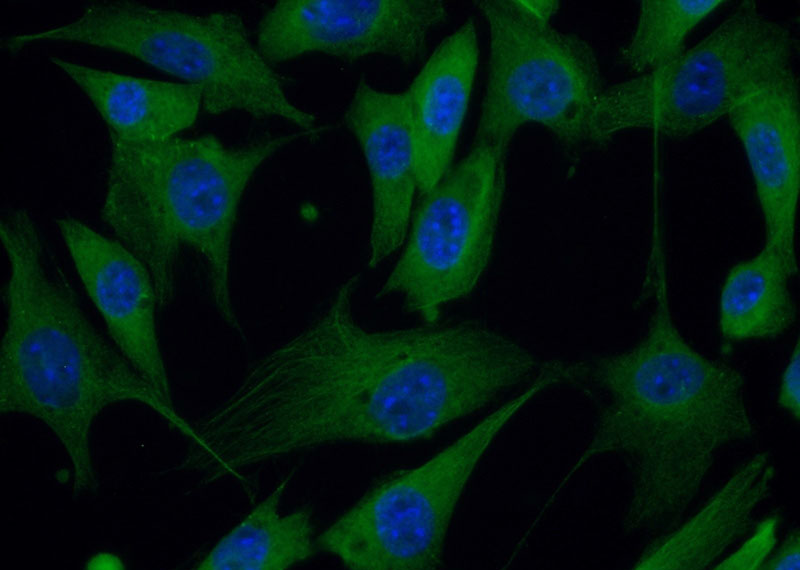 Immunofluorescent analysis of (10% Formaldehyde) fixed NIH/3T3 cells using Catalog No:113479(PACSIN2 Antibody) at dilution of 1:50 and Alexa Fluor 488-congugated AffiniPure Goat Anti-Rabbit IgG(H+L)