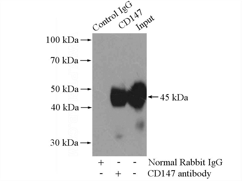 IP Result of anti-CD147 (IP:Catalog No:109055, 4ug; Detection:Catalog No:109055 1:300) with HEK-293 cells lysate 2800ug.