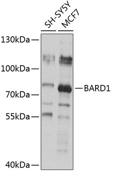 Western blot - BARD1 Polyclonal Antibody 