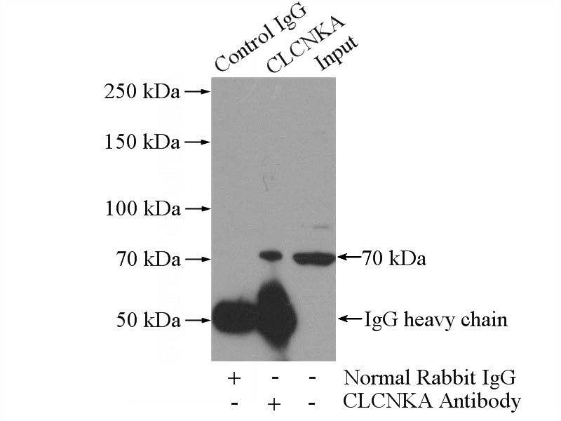 IP Result of anti-CLCNKA (IP:Catalog No:109345, 5ug; Detection:Catalog No:109345 1:500) with HEK-293 cells lysate 880ug.