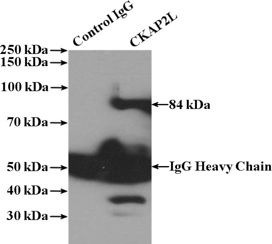 IP Result of anti-CKAP2L (IP:Catalog No:109327, 4ug; Detection:Catalog No:109327 1:1000) with Jurkat cells lysate 2800ug.