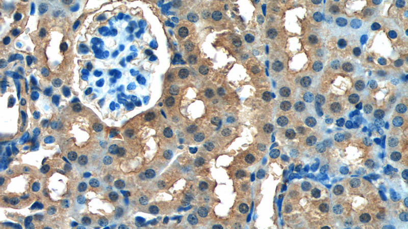 Immunohistochemistry of paraffin-embedded mouse kidney tissue slide using Catalog No:110792(FUK Antibody) at dilution of 1:50 (under 40x lens)