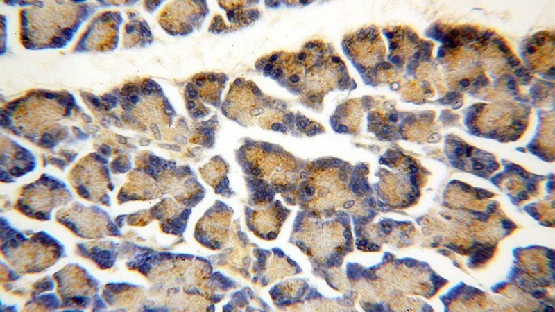 Immunohistochemical of paraffin-embedded human pancreas using Catalog No:117049(ZG16 antibody) at dilution of 1:100 (under 40x lens)