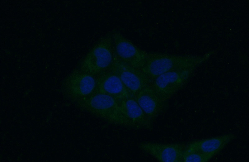 Immunofluorescent analysis of (-20oc Ethanol) fixed HepG2 cells using Catalog No:117243(BRP16 Antibody) at dilution of 1:50 and Alexa Fluor 488-congugated AffiniPure Goat Anti-Rabbit IgG(H+L)