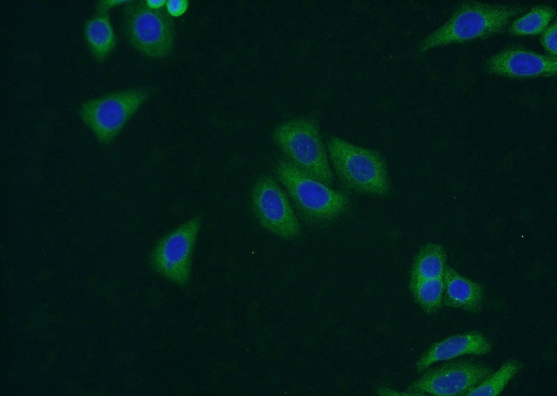 Immunofluorescent analysis of HepG2 cells using Catalog No:116465(UAP1L1 Antibody) at dilution of 1:50 and Alexa Fluor 488-congugated AffiniPure Goat Anti-Rabbit IgG(H+L)