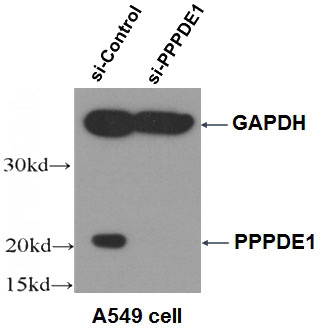 WB result of PPPDE1 antibody (Catalog No:114156, 1:1000) with A549 cells transfected with si-control and si-PPPDE1.