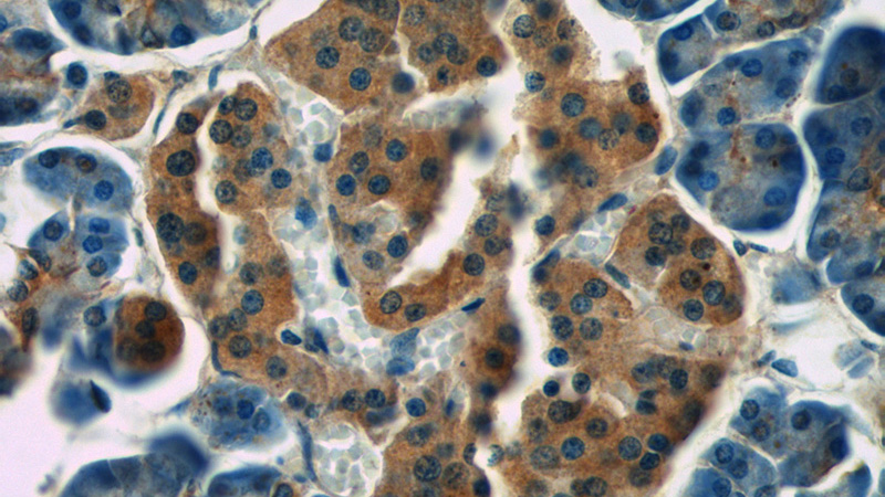 Immunohistochemistry of paraffin-embedded human pancreas tissue slide using Catalog No:114547(RAP1GAP Antibody) at dilution of 1:50 (under 40x lens)