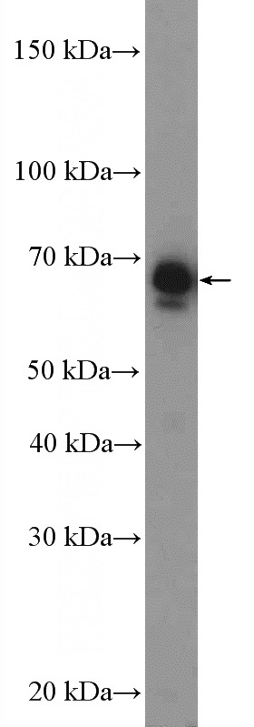 NIH/3T3 cells were subjected to SDS PAGE followed by western blot with Catalog No:114820(RPN2 Antibody) at dilution of 1:600