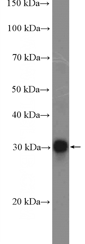 Raji cells were subjected to SDS PAGE followed by western blot with Catalog No:111422(HLA-DQA1 Antibody) at dilution of 1:300