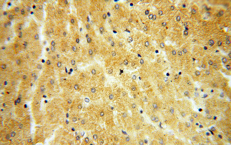 Immunohistochemical of paraffin-embedded human liver using Catalog No:115635(ST8SIA3 antibody) at dilution of 1:50 (under 40x lens)