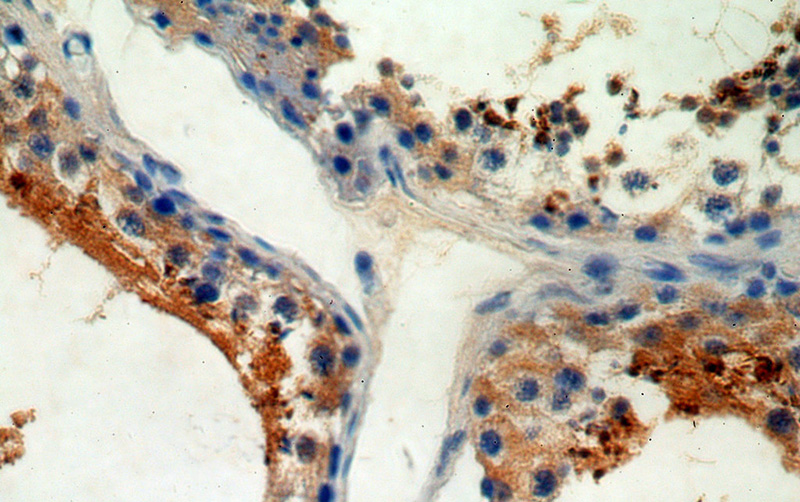 Immunohistochemical of paraffin-embedded human testis using Catalog No:109563(CRISP2 antibody) at dilution of 1:50 (under 40x lens)