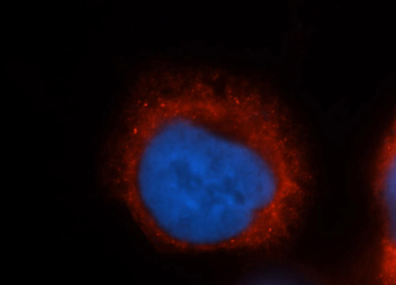 Immunofluorescent analysis of Hela cells, using COX4I2 antibody Catalog No:117309 at 1:50 dilution and Rhodamine-labeled goat anti-rabbit IgG (red). Blue pseudocolor = DAPI (fluorescent DNA dye).