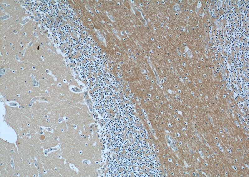 Immunohistochemistry of paraffin-embedded human cerebellum tissue slide using Catalog No:108082(ANKRD57 Antibody) at dilution of 1:50 (under 10x lens)