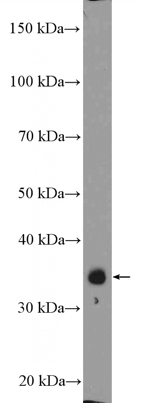 K-562 cells were subjected to SDS PAGE followed by western blot with Catalog No:116928(ZC3H8 Antibody) at dilution of 1:2000