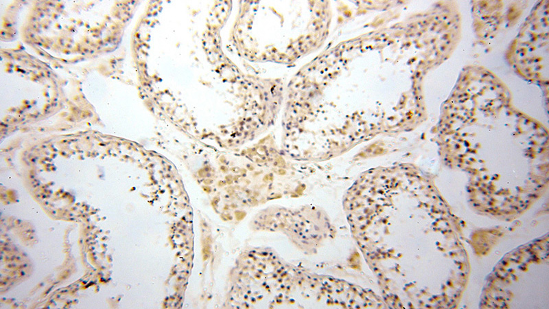 Immunohistochemical of paraffin-embedded human testis using Catalog No:115529(SPAG11A antibody) at dilution of 1:50 (under 10x lens)