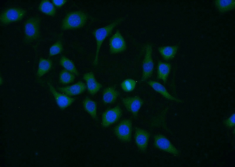 Immunofluorescent analysis of (-20oc Ethanol) fixed HeLa cells using Catalog No:110137(DYNC1LI1 Antibody) at dilution of 1:25 and Alexa Fluor 488-congugated AffiniPure Goat Anti-Rabbit IgG(H+L)