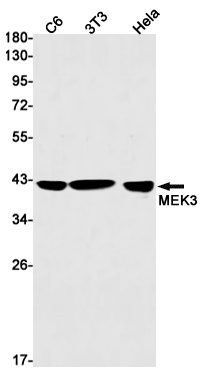 Western blot detection of MEK3 in C6,3T3,Hela cell lysates using MEK3 Rabbit mAb(1:1000 diluted).Predicted band size:39kDa.Observed band size: 38-40kDa.