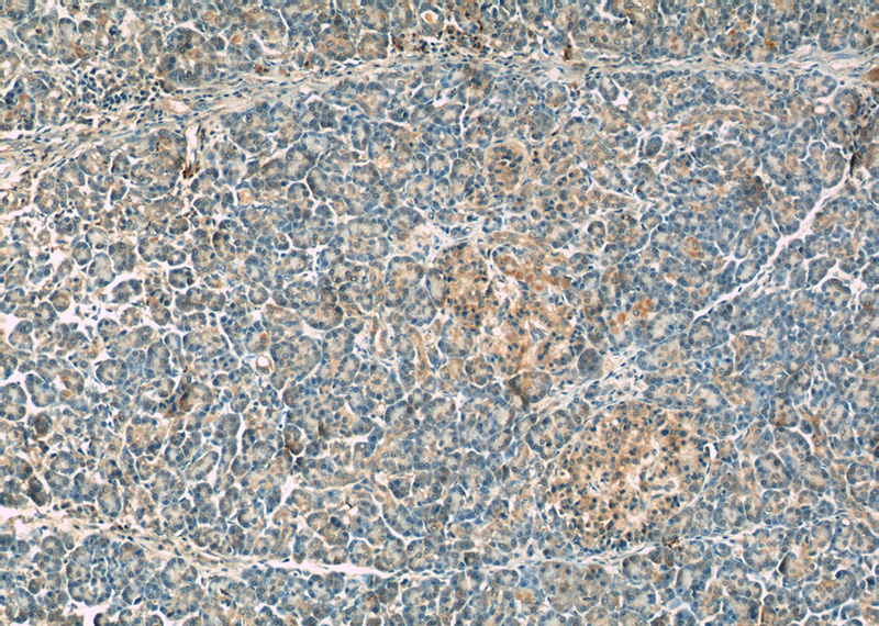 Immunohistochemical of paraffin-embedded human pancreas using Catalog No:111316(GULP1 antibody) at dilution of 1:50 (under 10x lens)