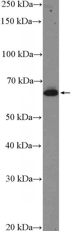 HepG2 cells were subjected to SDS PAGE followed by western blot with Catalog No:116300(TRIM16 Antibody) at dilution of 1:600