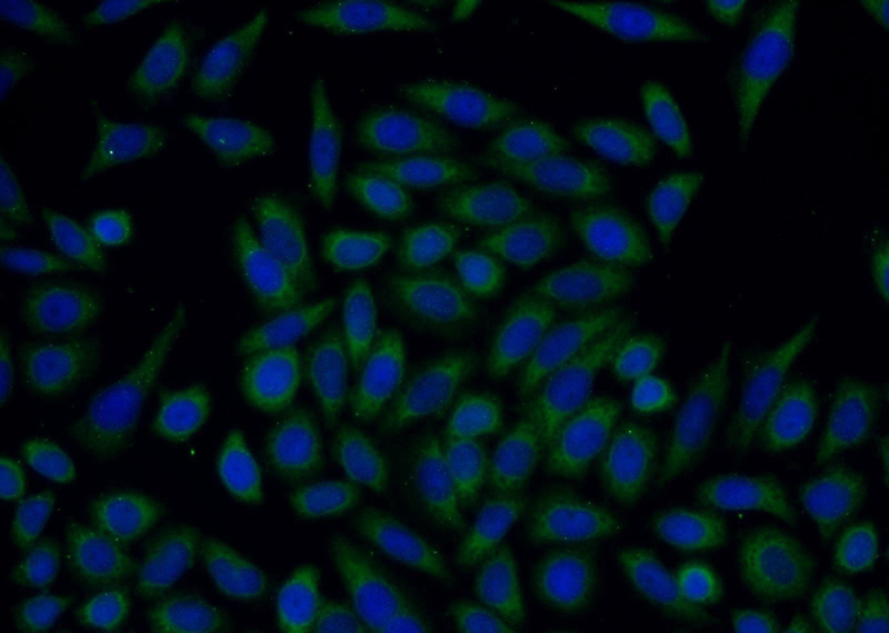 Immunofluorescent analysis of HeLa cells using Catalog No:116354(TFF1 Antibody) at dilution of 1:50 and Alexa Fluor 488-congugated AffiniPure Goat Anti-Rabbit IgG(H+L)
