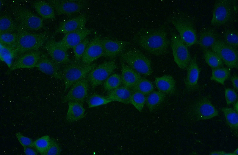 Immunofluorescent analysis of (-20oc Ethanol) fixed MCF-7 cells using Catalog No:116236(TRAIL Antibody) at dilution of 1:50 and Alexa Fluor 488-congugated AffiniPure Goat Anti-Rabbit IgG(H+L)
