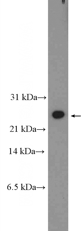HEK-293 cells were subjected to SDS PAGE followed by western blot with Catalog No:108607(C16orf63 Antibody) at dilution of 1:600
