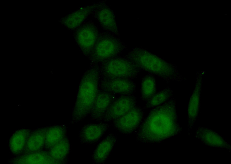 Immunofluorescent analysis of (10% Formaldehyde) fixed HeLa cells using Catalog No:110541(FBXL13 Antibody) at dilution of 1:50 and Alexa Fluor 488-congugated AffiniPure Goat Anti-Rabbit IgG(H+L)