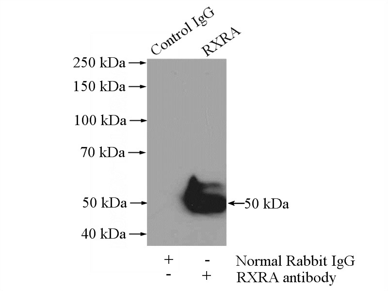 IP Result of anti-RXRA (IP:Catalog No:114945, 4ug; Detection:Catalog No:114945 1:600) with MCF-7 cells lysate 800ug.