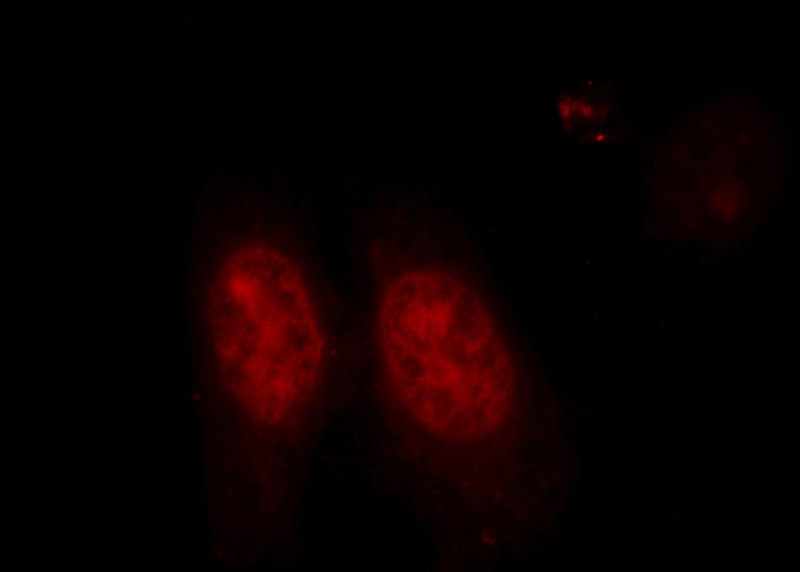 Immunofluorescent analysis of HepG2 cells, using XRCC6 antibody Catalog No:112254 at 1:25 dilution and Rhodamine-labeled goat anti-rabbit IgG (red).