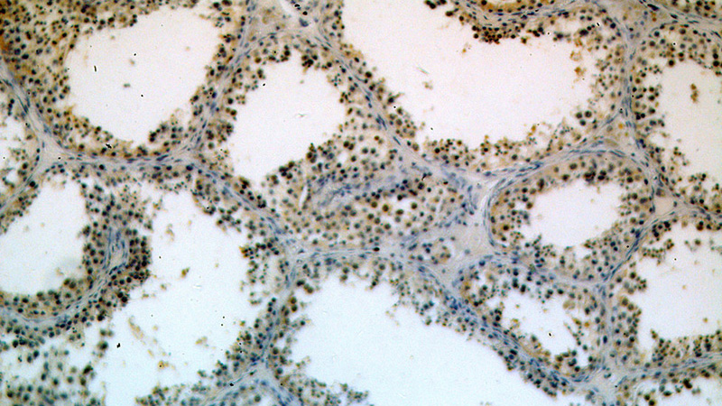Immunohistochemical of paraffin-embedded human testis using Catalog No:115982(TAF1B antibody) at dilution of 1:200 (under 10x lens)