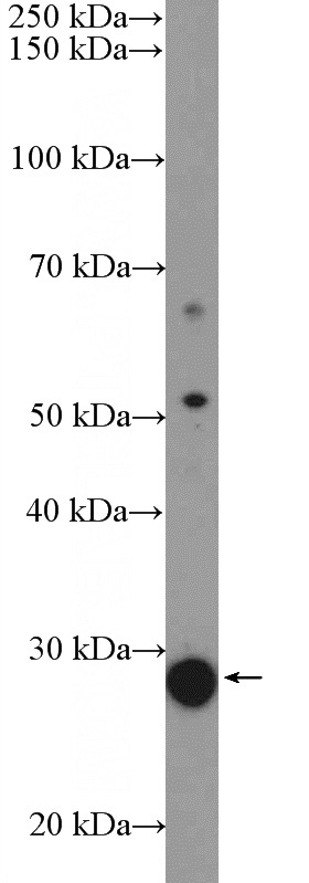 Jurkat cells were subjected to SDS PAGE followed by western blot with Catalog No:108796(C8orf84 Antibody) at dilution of 1:600