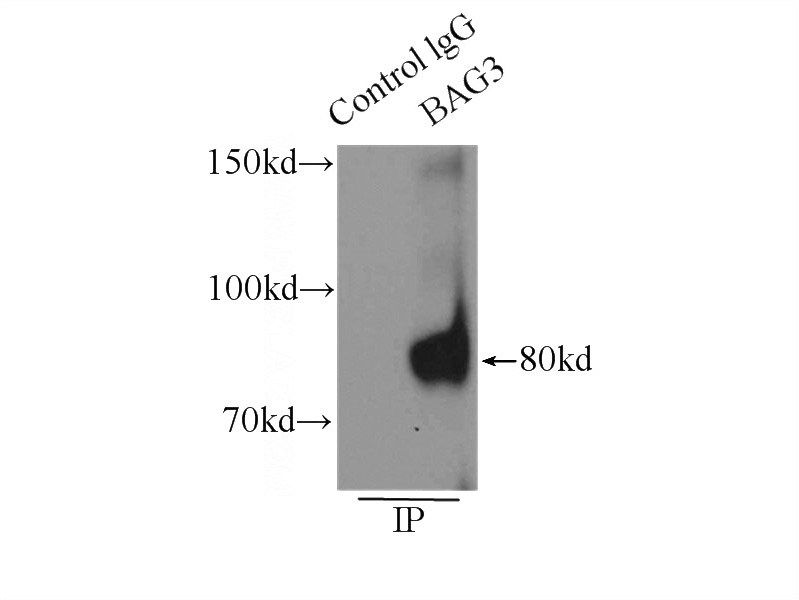 IP Result of anti-BAG3 (IP:Catalog No:108409, 4ug; Detection:Catalog No:108409 1:1000) with K-562 cells lysate 11000ug.