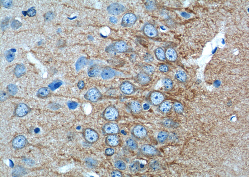 Immunohistochemistry of paraffin-embedded mouse brain tissue slide using Catalog No:108766(CACNG2 Antibody) at dilution of 1:50 (under 40x lens)