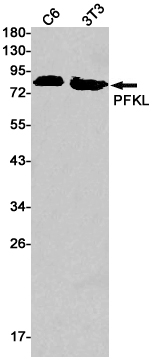 Western blot detection of PFKL in C6,3T3 cell lysates using PFKL Rabbit pAb(1:1000 diluted).Predicted band size:85kDa.Observed band size:85kDa.