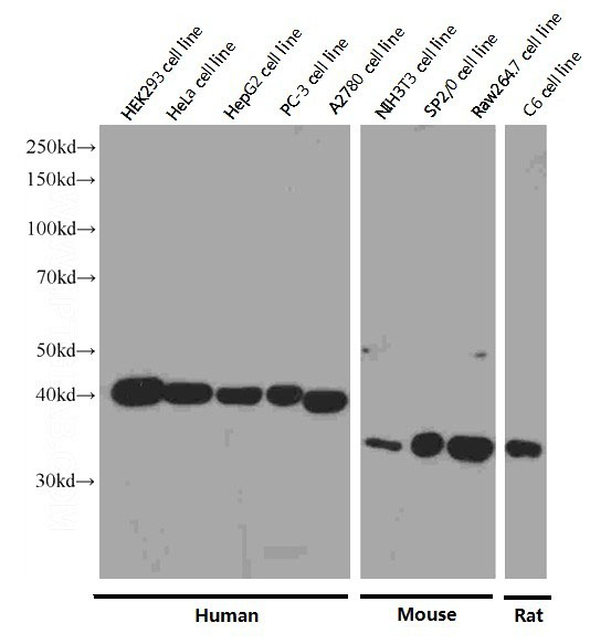 Western blot analysis of TBP in various cell lines using Proteintech antibody Catalog No:117338 at a dilution of 1:10000.
