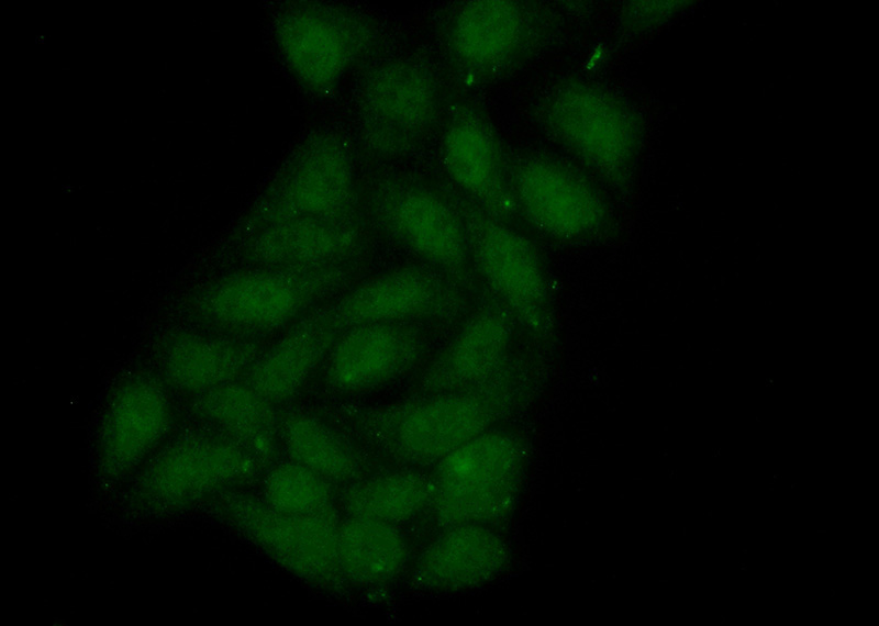 Immunofluorescent analysis of (10% Formaldehyde) fixed HepG2 cells using Catalog No:112506(MBIP Antibody) at dilution of 1:50 and Alexa Fluor 488-congugated AffiniPure Goat Anti-Rabbit IgG(H+L)